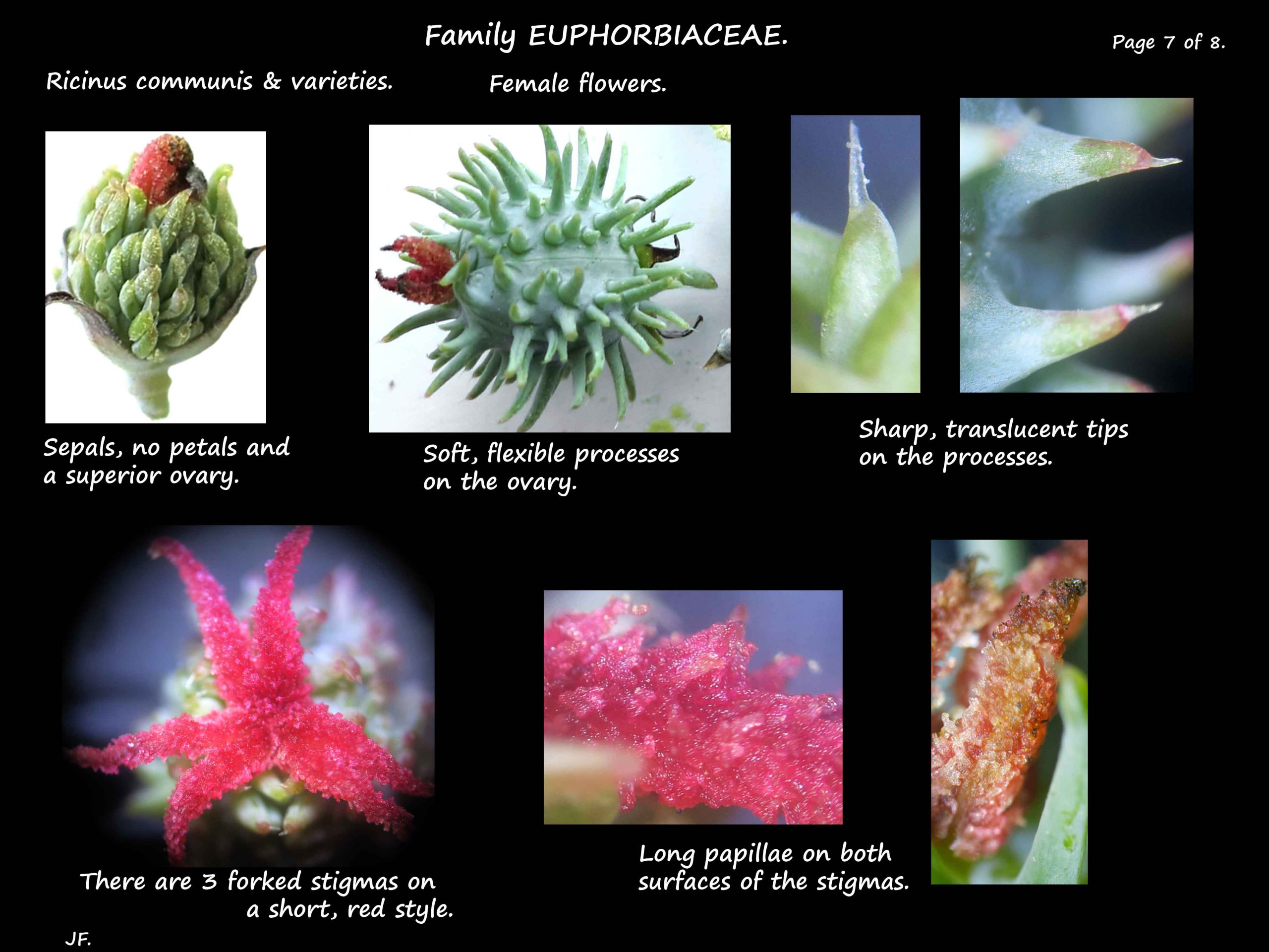 7 Female flowers of Ricinus communis